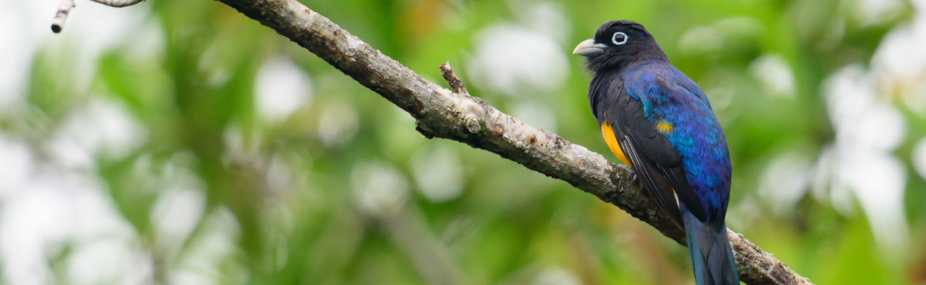 LA ANLA ha aprobado más de 326.000 millones y 32.000 hectáreas destinadas a la biodiversidad