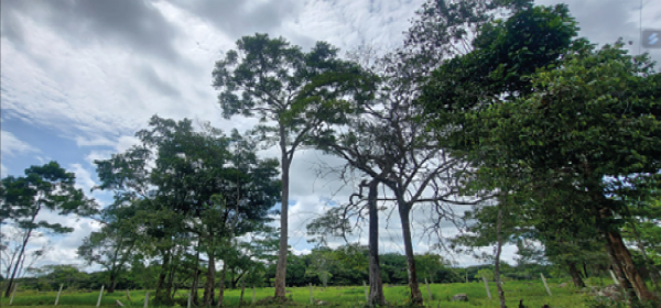 llanos 94
