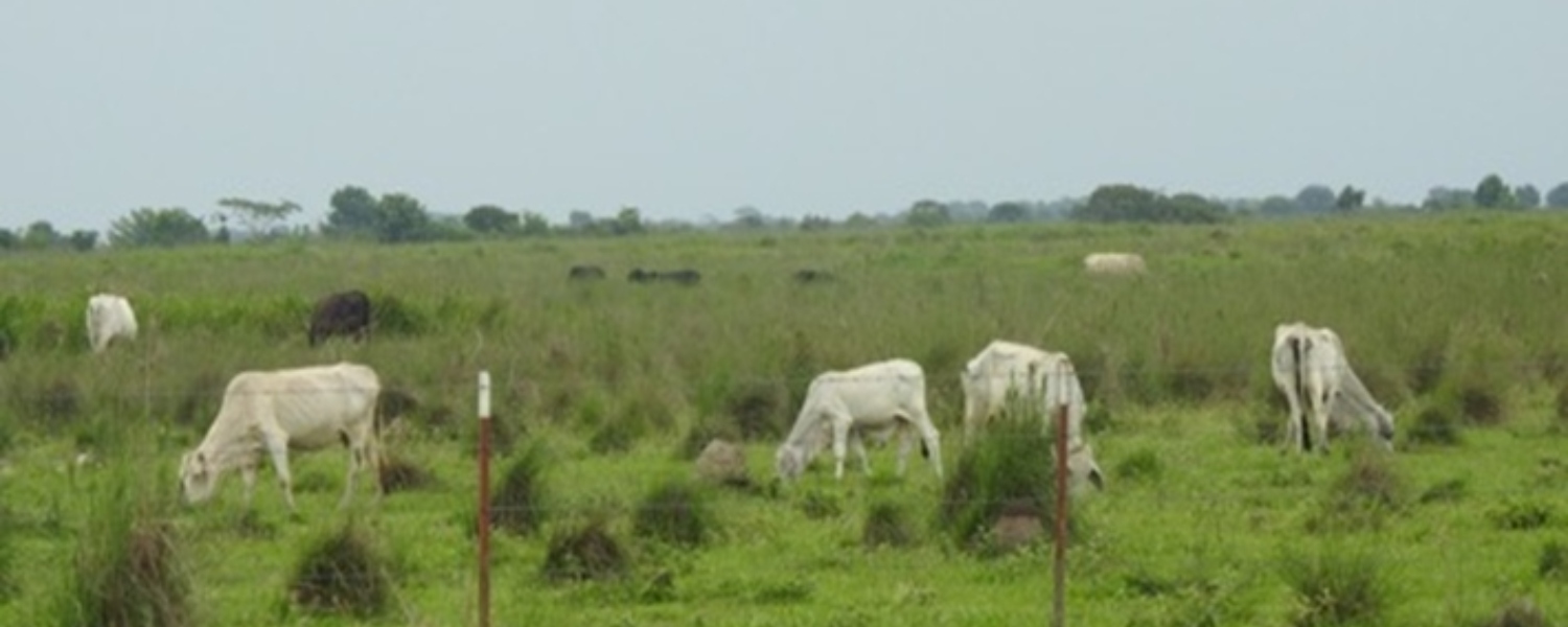 Imagen de referencia del proyecto Área de Desarrollo Llanos 95